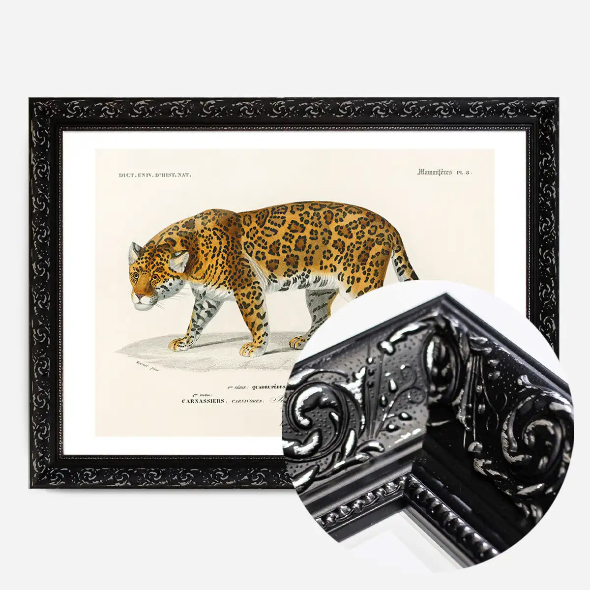 Leopard Vintage Antique Print