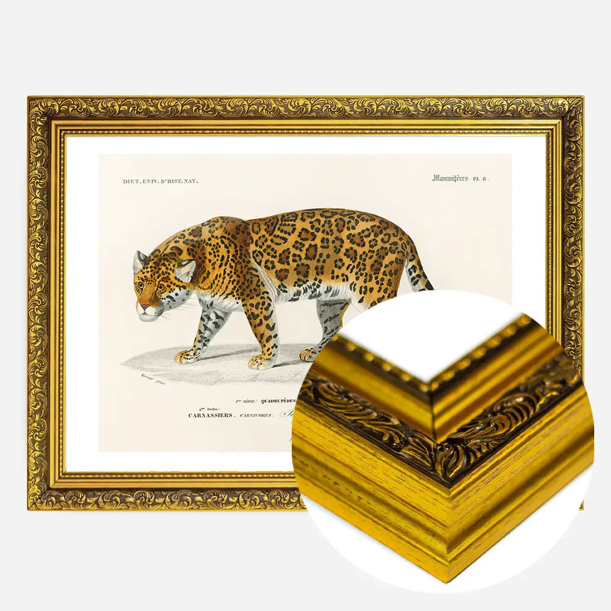 Leopard Vintage Antique Print
