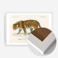 Leopard Vintage Antique Print