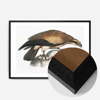 Eagle Vintage Antique Bird Print
