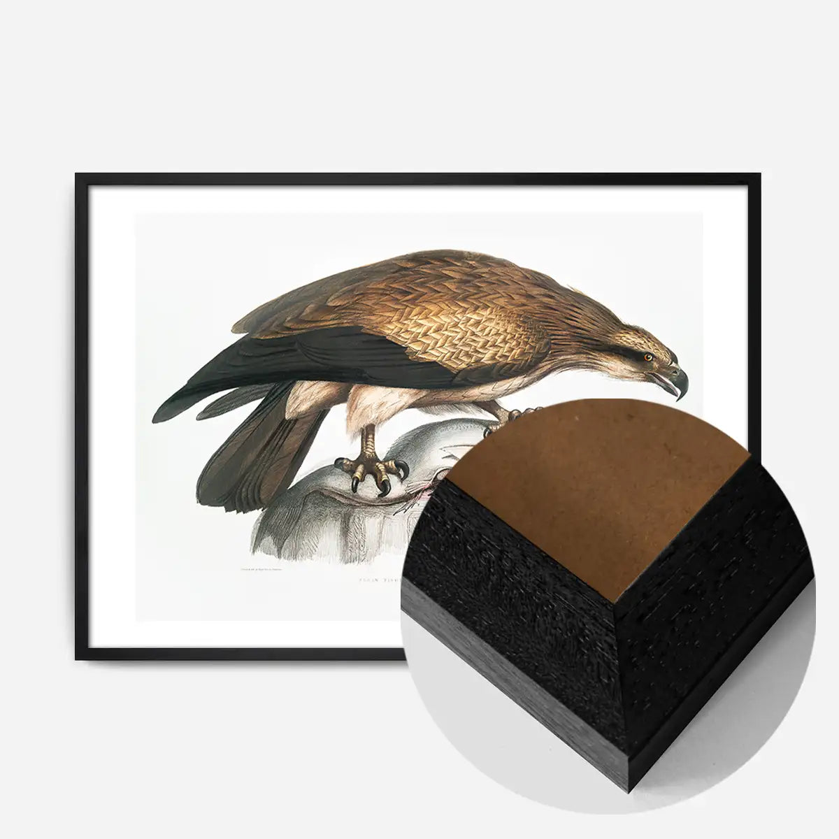 Eagle Vintage Antique Bird Print