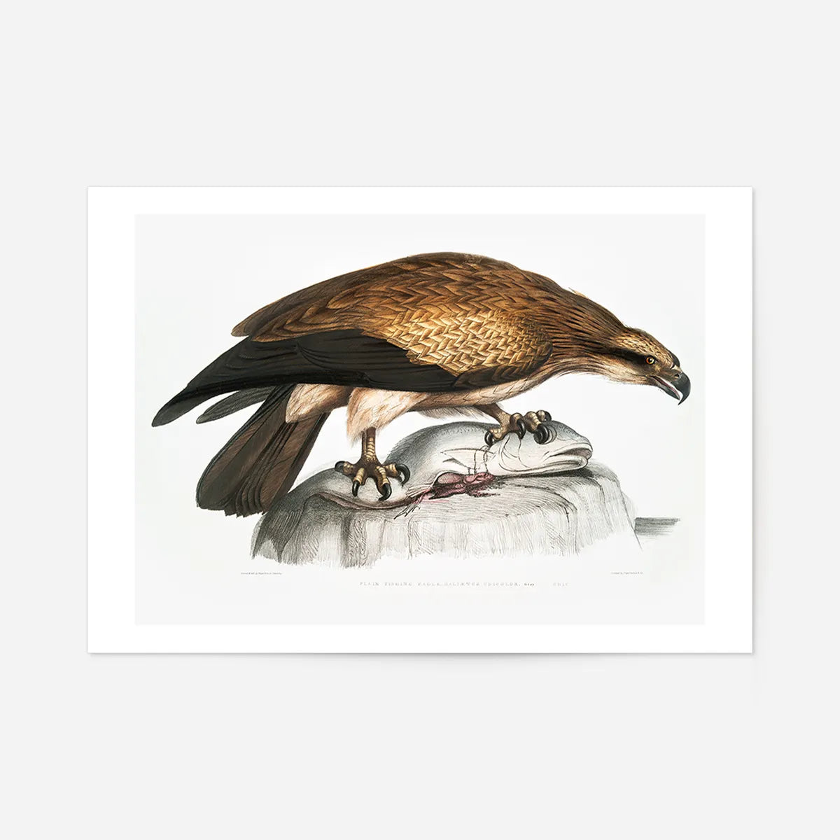 Eagle Vintage Antique Bird Print