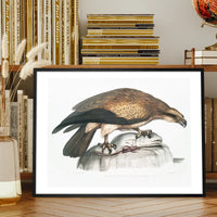 Eagle Vintage Antique Bird Print