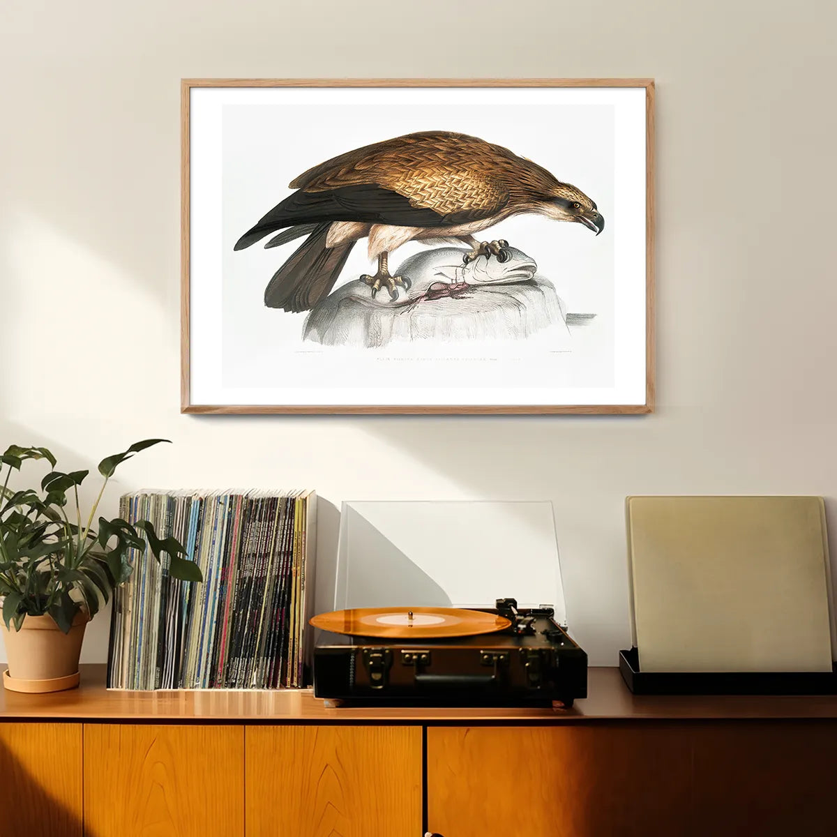 Eagle Vintage Antique Bird Print