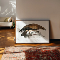 Eagle Vintage Antique Bird Print