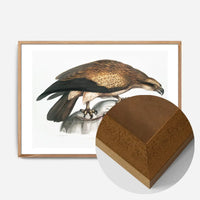 Eagle Vintage Antique Bird Print