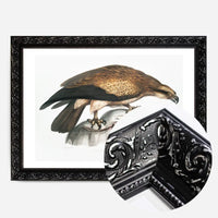Eagle Vintage Antique Bird Print