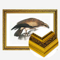 Eagle Vintage Antique Bird Print