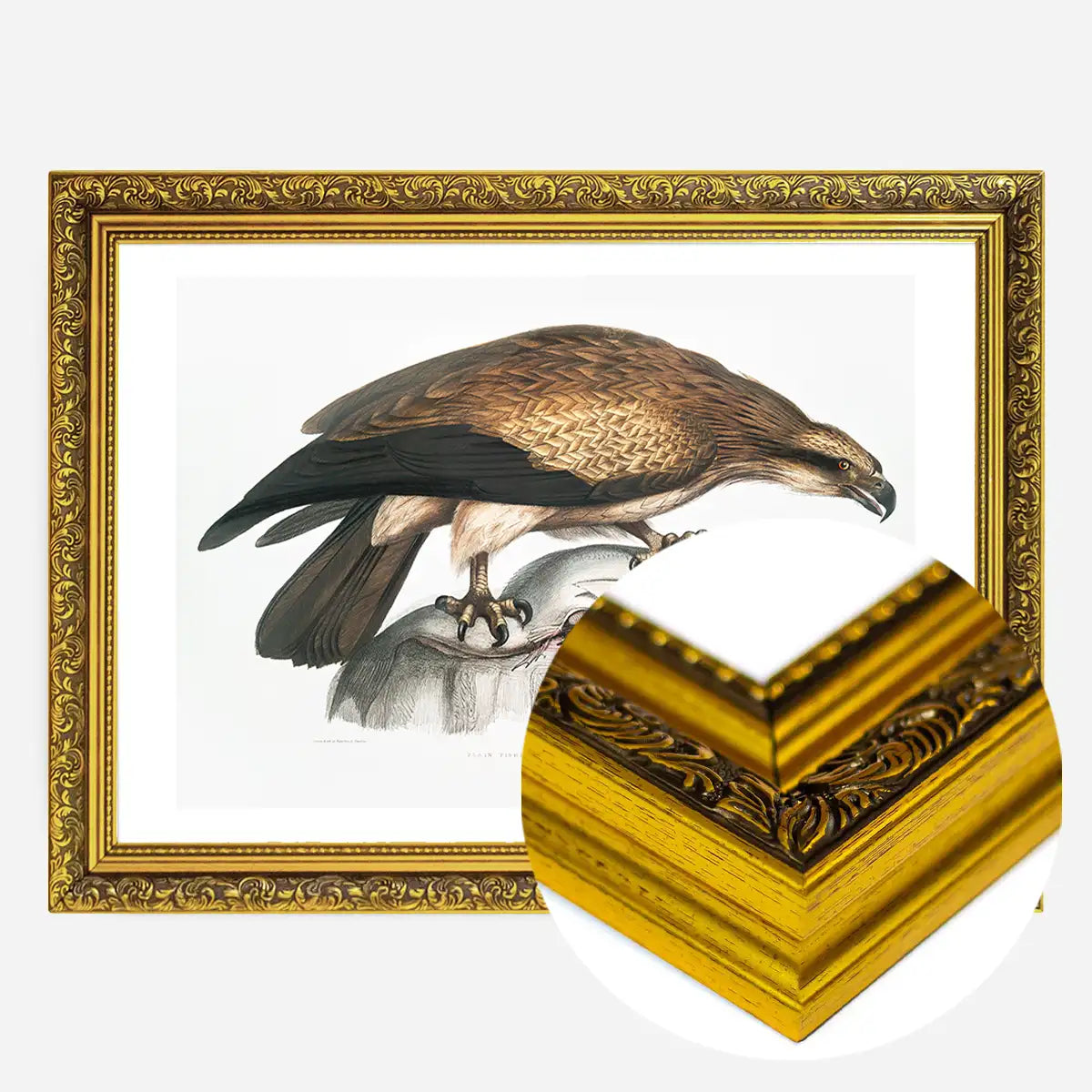 Eagle Vintage Antique Bird Print