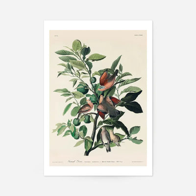 Ground Dove Vintage Antique Bird Print