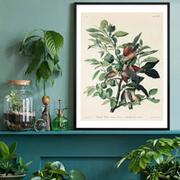 Ground Dove Vintage Antique Bird Print