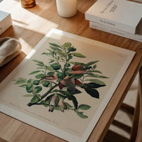 Ground Dove Vintage Antique Bird Print