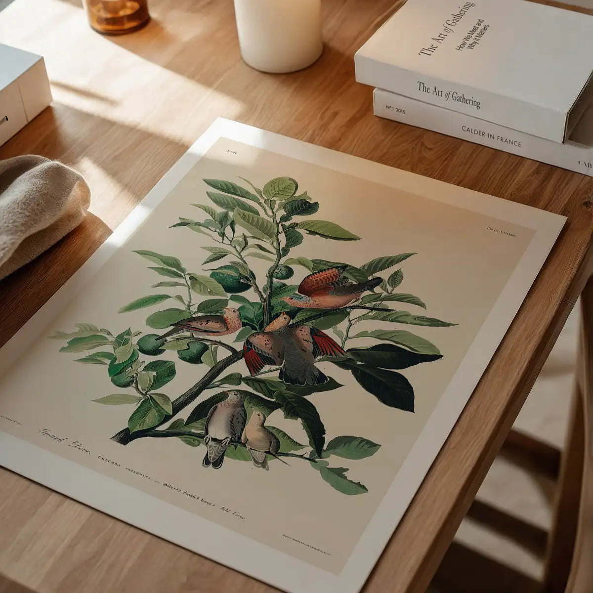 Ground Dove Vintage Antique Bird Print