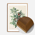 Oak Wood Frame