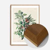 Ground Dove Vintage Antique Bird Print