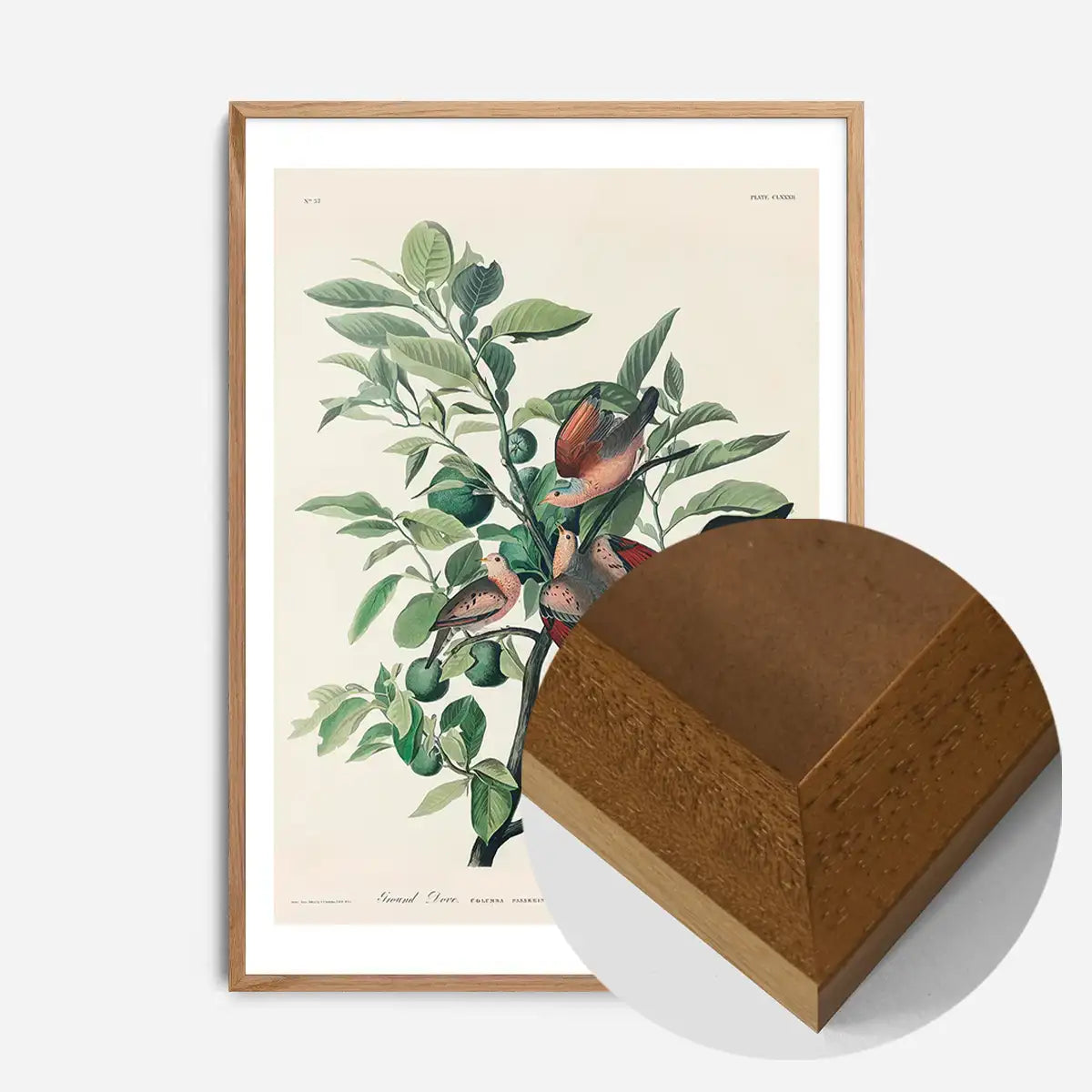 Ground Dove Vintage Antique Bird Print