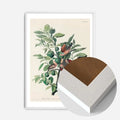White Wood Frame
