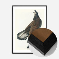 White Headed Eagle Vintage Antique Bird Print