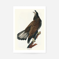 White Headed Eagle Vintage Antique Bird Print