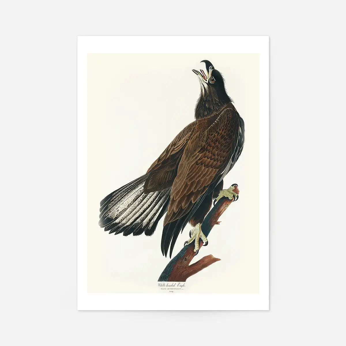 White Headed Eagle Vintage Antique Bird Print