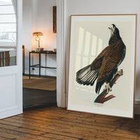 White Headed Eagle Vintage Antique Bird Print