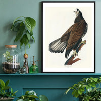 White Headed Eagle Vintage Antique Bird Print