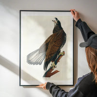 White Headed Eagle Vintage Antique Bird Print