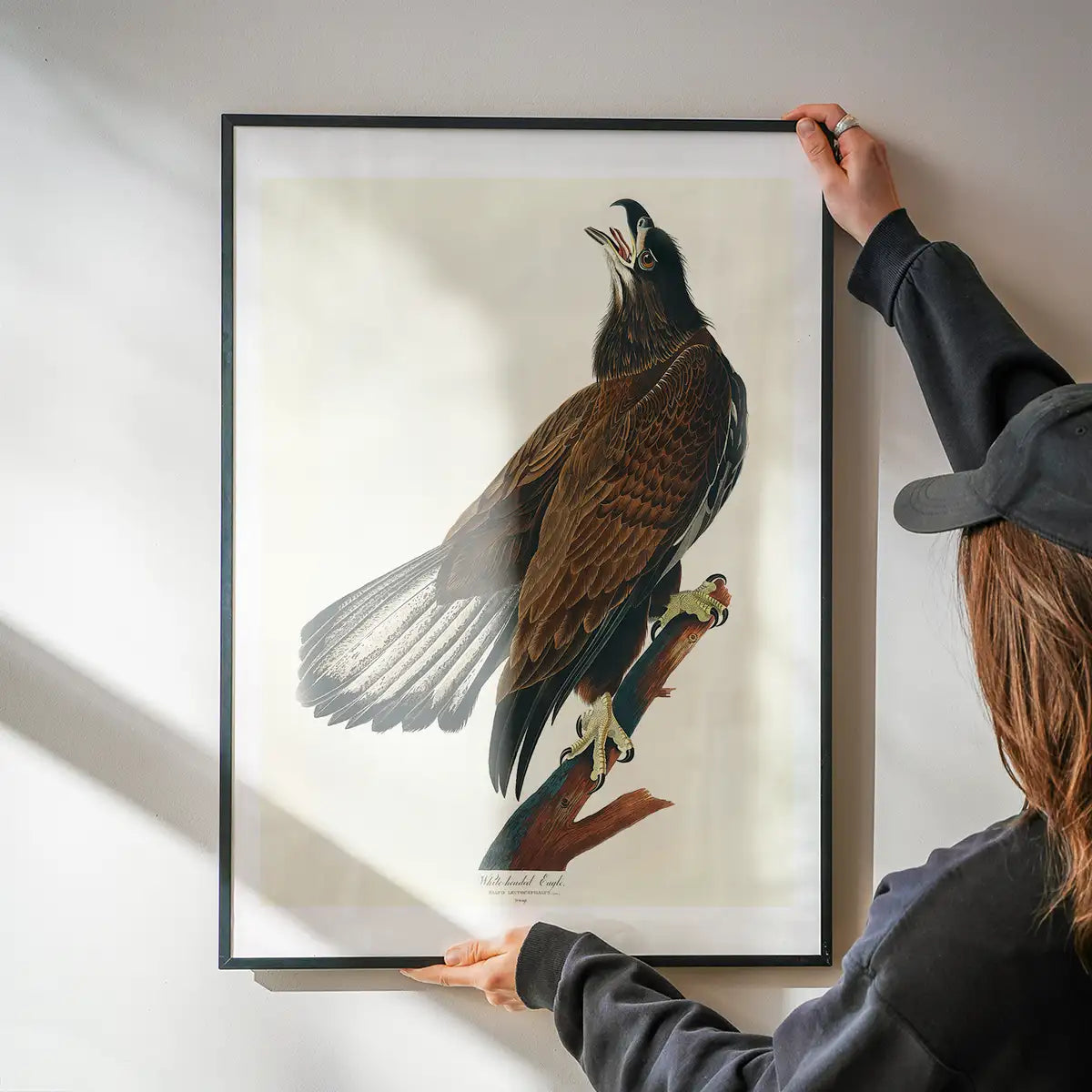 White Headed Eagle Vintage Antique Bird Print