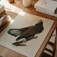 White Headed Eagle Vintage Antique Bird Print