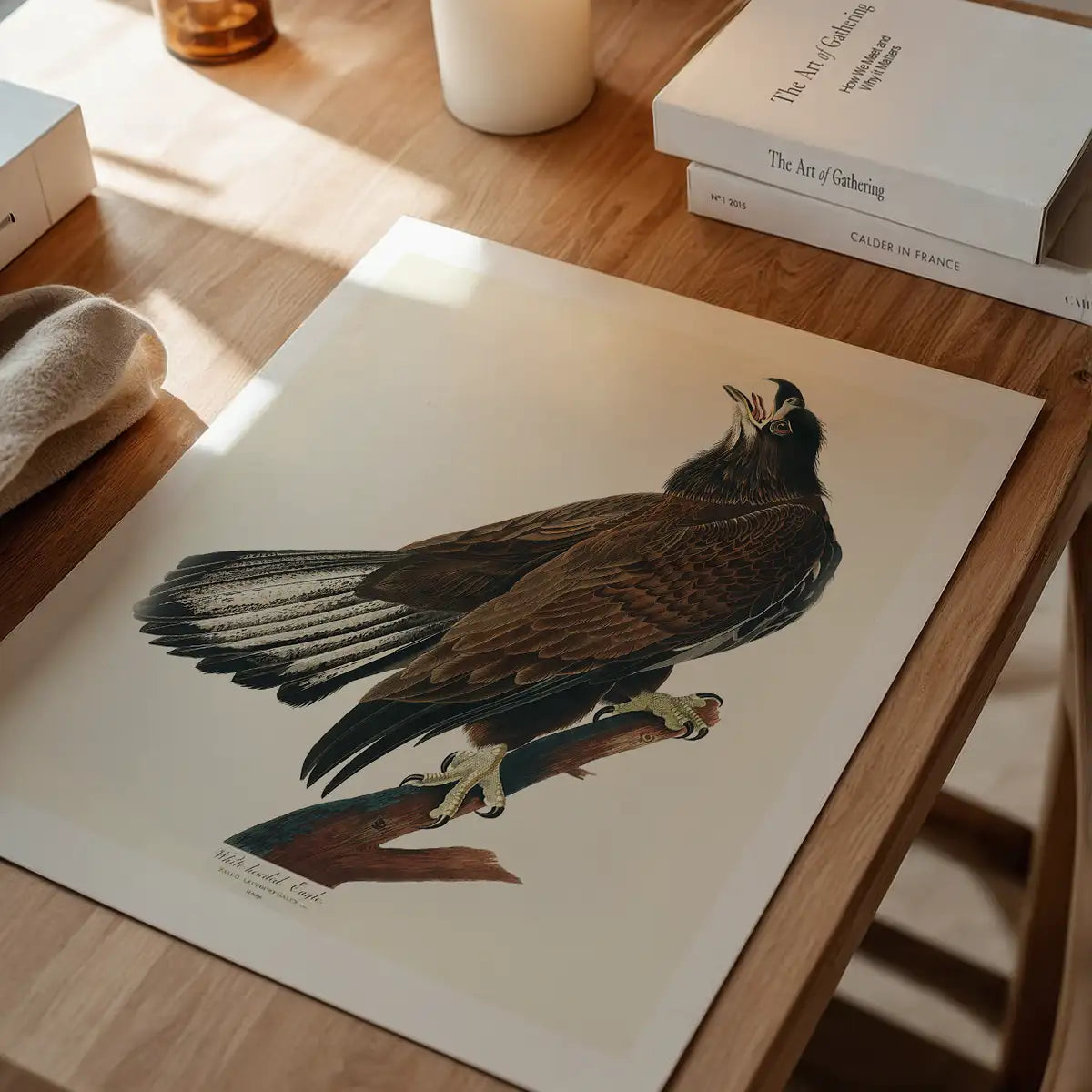 White Headed Eagle Vintage Antique Bird Print