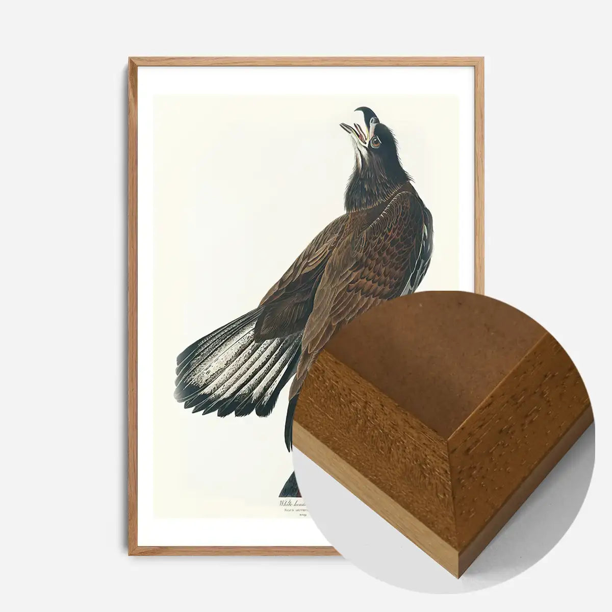 White Headed Eagle Vintage Antique Bird Print