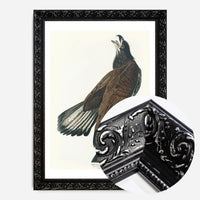White Headed Eagle Vintage Antique Bird Print