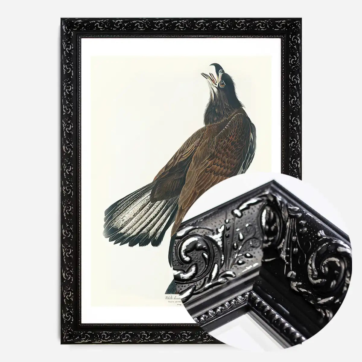 White Headed Eagle Vintage Antique Bird Print
