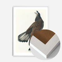 White Headed Eagle Vintage Antique Bird Print