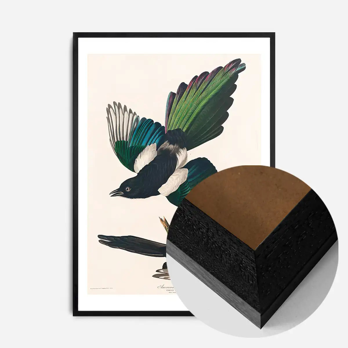 Magpies Vintage Antique Bird Print