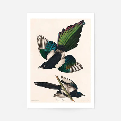 Magpies Vintage Antique Bird Print