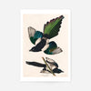 Magpies Vintage Antique Bird Print