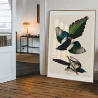 Magpies Vintage Antique Bird Print