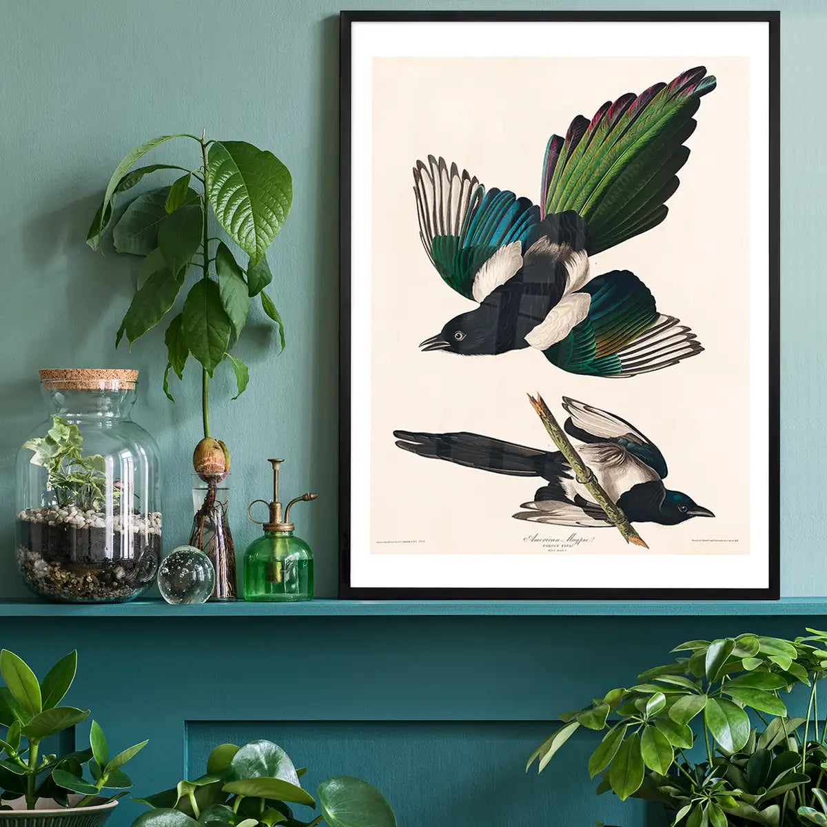Magpies Vintage Antique Bird Print