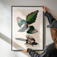 Magpies Vintage Antique Bird Print