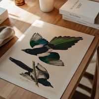 Magpies Vintage Antique Bird Print