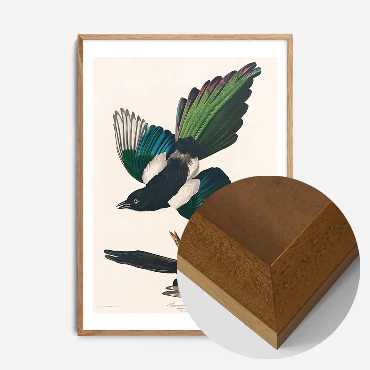 Magpies Vintage Antique Bird Print