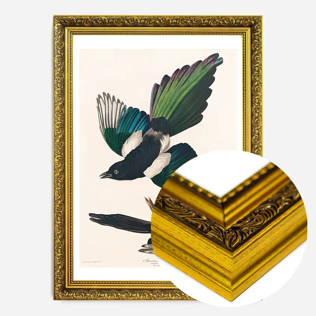 Magpies Vintage Antique Bird Print