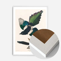 Magpies Vintage Antique Bird Print
