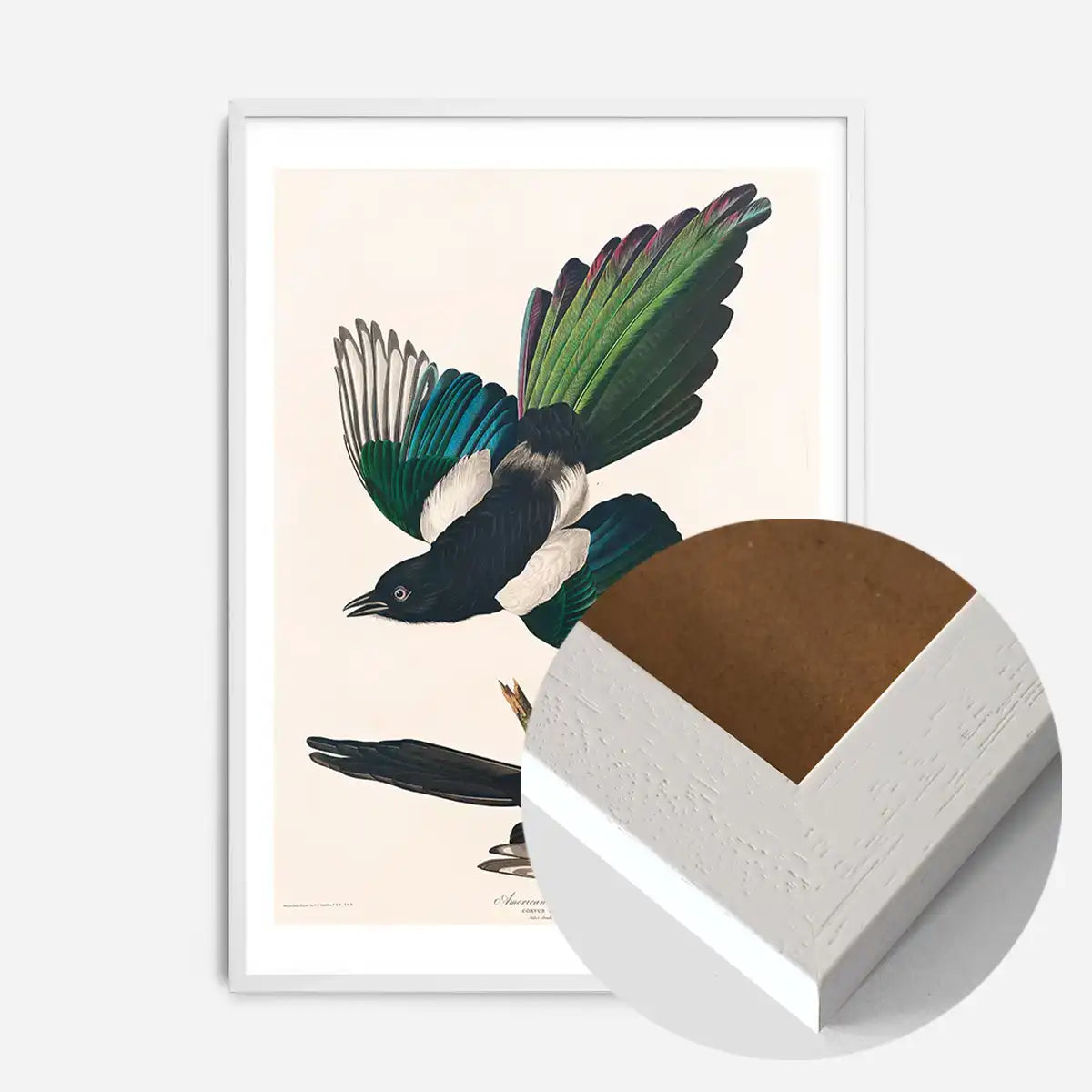 Magpies Vintage Antique Bird Print