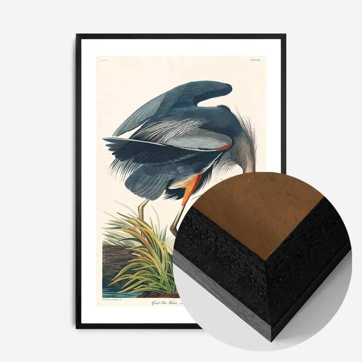 Blue Heron Vintage Antique Bird Print