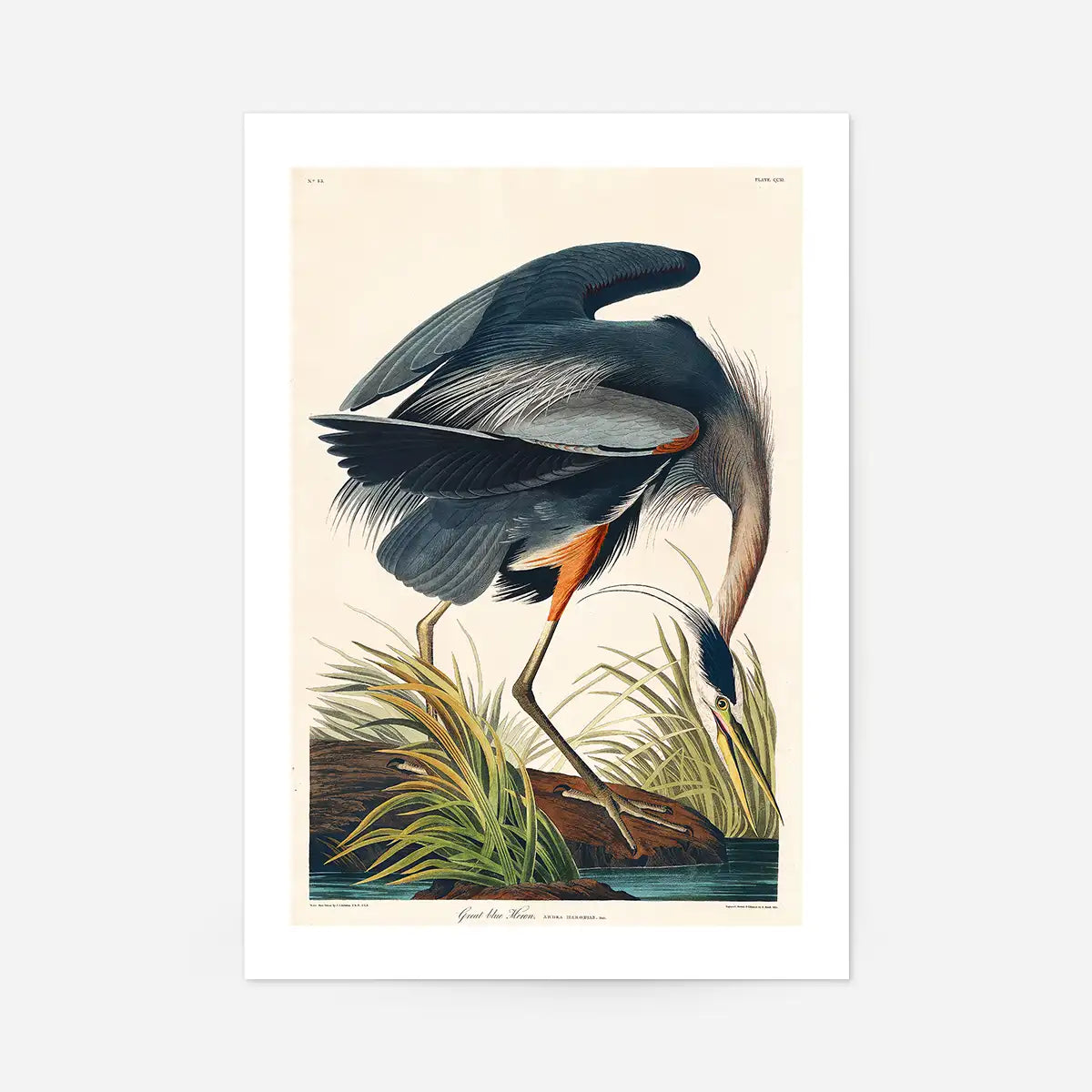 Blue Heron Vintage Antique Bird Print
