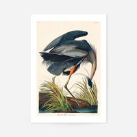 Blue Heron Vintage Antique Bird Print