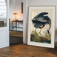Blue Heron Vintage Antique Bird Print