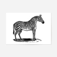 Zebra Vintage Antique Print